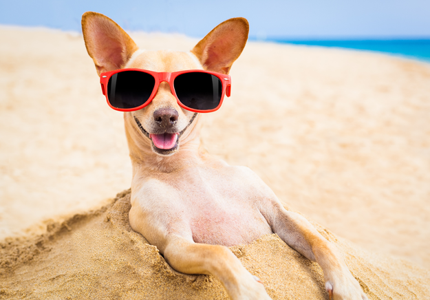 Chihuahua with sunglasses Chihuahua with sunglasses